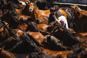 Aloitadores hold a wild horse during the Rapa das Bestas celebration. “A Rapa Das Bestas" is an ancient Galician festival (dating back to the 15th century) held in the first days of July. It consists of capturing wild horses, leading them to a curro (enclosed enclosure) and cutting their manes to deworm and care for them. It is a ritual of strength and a tradition that symbolizes the coexistence between man and nature celebrated primarily in Sabucedo.