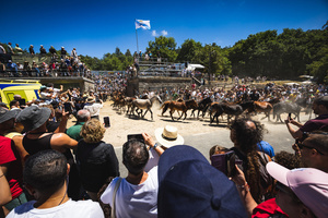 Wild horses leave the Curro during the Rapa das Bestas celebration. “A Rapa Das Bestas" is an ancient Galician festival (dating back to the 15th century) held in the first days of July. It consists of capturing wild horses, leading them to a curro (enclosed enclosure) and cutting their manes to deworm and care for them. It is a ritual of strength and a tradition that symbolizes the coexistence between man and nature celebrated primarily in Sabucedo.