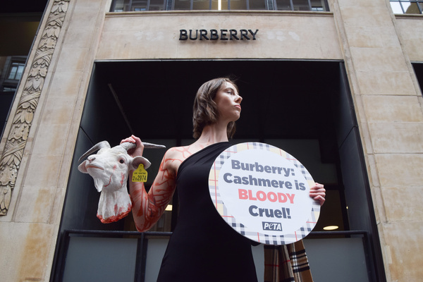 A PETA (People for the Ethical Treatment of Animals) activist stands with an artificial 'severed goat head' and a sign stating 'Cashmere is bloody cruel' outside the Burberry headquarters at Horseferry House as the fashion group holds its Annual General Meeting (AGM). The protest is staged as part of the animal rights group's ongoing campaign calling on Burberry to drop cashmere from its products and use vegan fabrics instead.