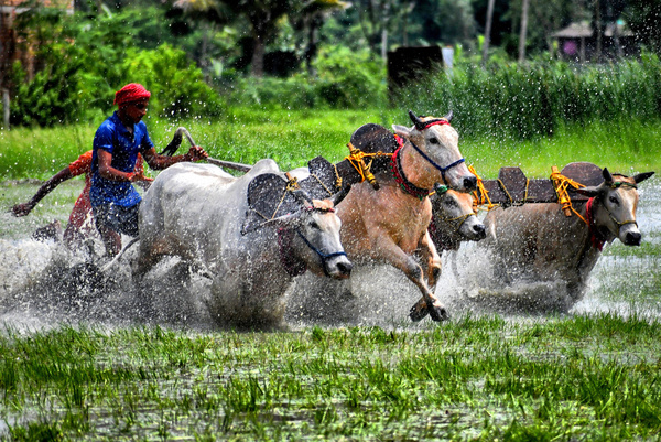 Farmers take part in the traitional rural cattle race known as "Moichara" ahead of the harvesting season in Canning village, about 50km fro Kolkata. The Moichara cattle race is held at the start of the monsoon season in rural villages like Canning. Farmers from nearby areas join the event, which has been a tradition for decades. The race tests the strength of the cattle and helps improve soil fertility before the cultivation season begins.