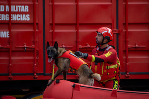 A Rescue Dog from the Military Emergency Unit (UME) participates in the parade. During the Armed Forces parade on National Day led by King Felipe VI, Queen Letizia, their daughters Leonor de Borbón, Princess of Asturias and Infanta Sofía de Borbón.