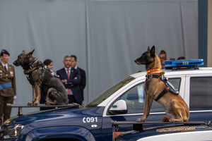 Trained dogs from the National Police participate in the parade. During the Armed Forces parade on National Day led by King Felipe VI, Queen Letizia, their daughters Leonor de Borbón, Princess of Asturias and Infanta Sofía de Borbón.