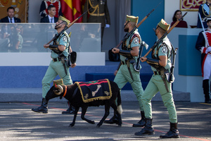 A representation of the Legion parades with a sheep. During the Armed Forces parade on National Day led by King Felipe VI, Queen Letizia, their daughters Leonor de Borbón, Princess of Asturias and Infanta Sofía de Borbón.