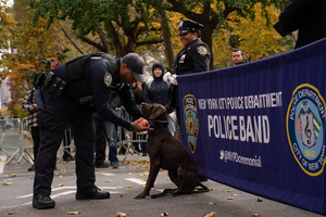 An NYPD Canine Officer positions his dog for a photo before the 106th annual Veterans Day Parade.