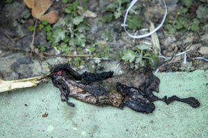 (EDITORS NOTE: Image contains graphic content) 
A piece of charred flesh lies on the floor of a nearby house following the explosion at the Nowgam police station in Srinagar. Nine people were killed and 32 others were injured in a major explosion inside a Police Station. Explosives reportedly detonated during a forensic investigation as part of a probe into an earlier blast in India’s capital, New Delhi, that killed 13 people and injured dozens.