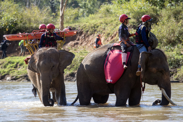 Elephants train with emergency responders by transporting an injured person on their backs during the TIMS 2025 disaster rescue training exercise at the Elephant Family Sanctuary. The TIMS 2025 disaster rescue training is considered to be the first to bring elephants and dogs to train alongside humans.