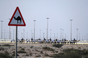 The camels seen setting off for a pre-race exercise before the start of the Arabian camel race at a facility called the "Al Shahaniya Camel Racing Track". The camels are led by an operator who uses a wireless device, gives orders to the rider to pull the reins, and encourages the camel through a built-in loudspeaker.