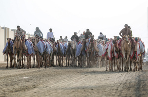The camels seen setting off for a pre-race exercise before the start of the Arabian camel race at a facility called the "Al Shahaniya Camel Racing Track" . Camels are guided by operators using wireless devices that control robot jockeys, pulling the reins and encouraging the animals through built-in loudspeakers. In 2005, Qatar banned child jockeys from camel racing following international concerns over child exploitation and trafficking. To preserve the sport, lightweight robot jockeys were introduced and are remotely operated by trainers driving alongside the track.