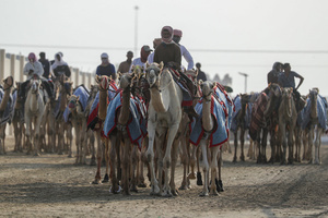 The camels seen setting off for a pre-race exercise before the start of the Arabian camel race at a facility called the "Al Shahaniya Camel Racing Track". Camels are guided by operators using wireless devices that control robot jockeys, pulling the reins and encouraging the animals through built-in loudspeakers. In 2005, Qatar banned child jockeys from camel racing following international concerns over child exploitation and trafficking. To preserve the sport, lightweight robot jockeys were introduced and are remotely operated by trainers driving alongside the track.