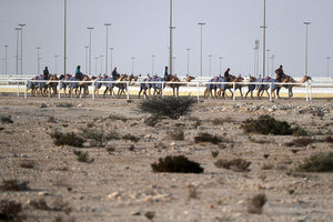 The camels seen setting off for a pre-race exercise before the start of the Arabian camel race at a facility called the "Al Shahaniya Camel Racing Track". Camels are guided by operators using wireless devices that control robot jockeys, pulling the reins and encouraging the animals through built-in loudspeakers. In 2005, Qatar banned child jockeys from camel racing following international concerns over child exploitation and trafficking. To preserve the sport, lightweight robot jockeys were introduced and are remotely operated by trainers driving alongside the track.