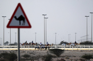 The camels seen setting off for a pre-race exercise before the start of the Arabian camel race at a facility called the "Al Shahaniya Camel Racing Track". Camels are guided by operators using wireless devices that control robot jockeys, pulling the reins and encouraging the animals through built-in loudspeakers. In 2005, Qatar banned child jockeys from camel racing following international concerns over child exploitation and trafficking. To preserve the sport, lightweight robot jockeys were introduced and are remotely operated by trainers driving alongside the track.