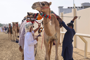 The camels and their handlers seen preparing for the start of the Arabian camel race at a facility called "Al Shahaniya Camel Racing Track" where the camels are transported by trucks from various neighboring Gulf countries. Camels are guided by operators using wireless devices that control robot jockeys, pulling the reins and encouraging the animals through built-in loudspeakers. In 2005, Qatar banned child jockeys from camel racing following international concerns over child exploitation and trafficking. To preserve the sport, lightweight robot jockeys were introduced and are remotely operated by trainers driving alongside the track.