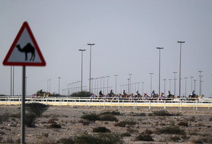 The camels seen setting off for a pre-race exercise before the start of the Arabian camel race at a facility called the "Al Shahaniya Camel Racing Track". Camels are guided by operators using wireless devices that control robot jockeys, pulling the reins and encouraging the animals through built-in loudspeakers. In 2005, Qatar banned child jockeys from camel racing following international concerns over child exploitation and trafficking. To preserve the sport, lightweight robot jockeys were introduced and are remotely operated by trainers driving alongside the track.
