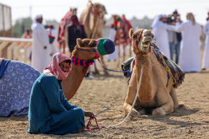 A man seen next to camels before the start of a purebred Arabian camel race at the Al Shahaniya Camel Racing Track . Camels are guided by operators using wireless devices that control robot jockeys, pulling the reins and encouraging the animals through built-in loudspeakers. In 2005, Qatar banned child jockeys from camel racing following international concerns over child exploitation and trafficking. To preserve the sport, lightweight robot jockeys were introduced and are remotely operated by trainers driving alongside the track.