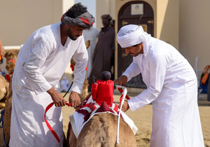 The camels and their handlers seen preparing for the start of the Arabian camel race at a facility called "Al Shahaniya Camel Racing Track" where the camels are transported by trucks from various neighboring Gulf countries. Camels are guided by operators using wireless devices that control robot jockeys, pulling the reins and encouraging the animals through built-in loudspeakers. In 2005, Qatar banned child jockeys from camel racing following international concerns over child exploitation and trafficking. To preserve the sport, lightweight robot jockeys were introduced and are remotely operated by trainers driving alongside the track.