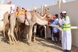 The camels and their handlers seen preparing for the start of the Arabian camel race at a facility called "Al Shahaniya Camel Racing Track" where the camels are transported by trucks from various neighboring Gulf countries. Camels are guided by operators using wireless devices that control robot jockeys, pulling the reins and encouraging the animals through built-in loudspeakers. In 2005, Qatar banned child jockeys from camel racing following international concerns over child exploitation and trafficking. To preserve the sport, lightweight robot jockeys were introduced and are remotely operated by trainers driving alongside the track.