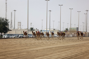 The camels seen setting off in the Arabian camel race at the facility called the "Al Shahaniya Camel Racing Track" . Camels are guided by operators using wireless devices that control robot jockeys, pulling the reins and encouraging the animals through built-in loudspeakers. In 2005, Qatar banned child jockeys from camel racing following international concerns over child exploitation and trafficking. To preserve the sport, lightweight robot jockeys were introduced and are remotely operated by trainers driving alongside the track.
