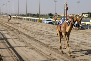 The camels seen setting off in the Arabian camel race at the facility called the "Al Shahaniya Camel Racing Track" . Camels are guided by operators using wireless devices that control robot jockeys, pulling the reins and encouraging the animals through built-in loudspeakers. In 2005, Qatar banned child jockeys from camel racing following international concerns over child exploitation and trafficking. To preserve the sport, lightweight robot jockeys were introduced and are remotely operated by trainers driving alongside the track.