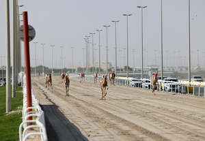The camels seen setting off in the Arabian camel race at the facility called the "Al Shahaniya Camel Racing Track" . Camels are guided by operators using wireless devices that control robot jockeys, pulling the reins and encouraging the animals through built-in loudspeakers. In 2005, Qatar banned child jockeys from camel racing following international concerns over child exploitation and trafficking. To preserve the sport, lightweight robot jockeys were introduced and are remotely operated by trainers driving alongside the track.