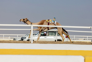 Camel owners seen watching from their vehicles as the purebred Arabian camel races begin at the Al Shahaniya Camel Racing Track . Camels are guided by operators using wireless devices that control robot jockeys, pulling the reins and encouraging the animals through built-in loudspeakers. In 2005, Qatar banned child jockeys from camel racing following international concerns over child exploitation and trafficking. To preserve the sport, lightweight robot jockeys were introduced and are remotely operated by trainers driving alongside the track.