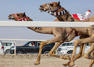 Camel owners seen watching from their vehicles as the purebred Arabian camel races begin at the Al Shahaniya Camel Racing Track. Camels are guided by operators using wireless devices that control robot jockeys, pulling the reins and encouraging the animals through built-in loudspeakers. In 2005, Qatar banned child jockeys from camel racing following international concerns over child exploitation and trafficking. To preserve the sport, lightweight robot jockeys were introduced and are remotely operated by trainers driving alongside the track.