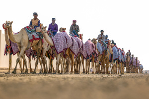 The camels and their handlers seen preparing for the start of the Arabian camel race at a facility called "Al Shahaniya Camel Racing Track" where the camels are transported by trucks from various neighboring Gulf countries. Camels are guided by operators using wireless devices that control robot jockeys, pulling the reins and encouraging the animals through built-in loudspeakers. In 2005, Qatar banned child jockeys from camel racing following international concerns over child exploitation and trafficking. To preserve the sport, lightweight robot jockeys were introduced and are remotely operated by trainers driving alongside the track.