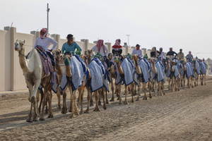 The camels and their handlers seen preparing for the start of the Arabian camel race at a facility called "Al Shahaniya Camel Racing Track" where the camels are transported by trucks from various neighboring Gulf countries. Camels are guided by operators using wireless devices that control robot jockeys, pulling the reins and encouraging the animals through built-in loudspeakers. In 2005, Qatar banned child jockeys from camel racing following international concerns over child exploitation and trafficking. To preserve the sport, lightweight robot jockeys were introduced and are remotely operated by trainers driving alongside the track.