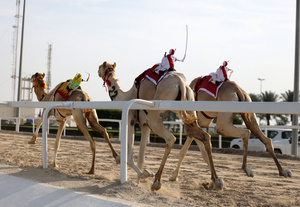 The camels seen setting off in the Arabian camel race at the facility called the "Al Shahaniya Camel Racing Track" . Camels are guided by operators using wireless devices that control robot jockeys, pulling the reins and encouraging the animals through built-in loudspeakers. In 2005, Qatar banned child jockeys from camel racing following international concerns over child exploitation and trafficking. To preserve the sport, lightweight robot jockeys were introduced and are remotely operated by trainers driving alongside the track.