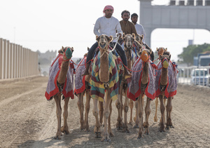 The camels and their handlers are preparing for the start of the Arabian camel race at a facility called "Al Shahaniya Camel Racing Track". Camels are guided by operators using wireless devices that control robot jockeys, pulling the reins and encouraging the animals through built-in loudspeakers. In 2005, Qatar banned child jockeys from camel racing following international concerns over child exploitation and trafficking. To preserve the sport, lightweight robot jockeys were introduced and are remotely operated by trainers driving alongside the track.