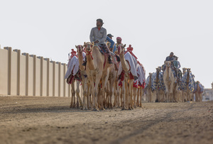 The camels and their handlers are preparing for the start of the Arabian camel race at a facility called "Al Shahaniya Camel Racing Track". Camels are guided by operators using wireless devices that control robot jockeys, pulling the reins and encouraging the animals through built-in loudspeakers. In 2005, Qatar banned child jockeys from camel racing following international concerns over child exploitation and trafficking. To preserve the sport, lightweight robot jockeys were introduced and are remotely operated by trainers driving alongside the track.
