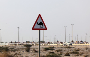The camels and their handlers are preparing for the start of the Arabian camel race at a facility called "Al Shahaniya Camel Racing Track". Camels are guided by operators using wireless devices that control robot jockeys, pulling the reins and encouraging the animals through built-in loudspeakers. In 2005, Qatar banned child jockeys from camel racing following international concerns over child exploitation and trafficking. To preserve the sport, lightweight robot jockeys were introduced and are remotely operated by trainers driving alongside the track.