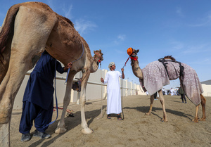 The camels and their handlers seen preparing for the start of the Arabian camel race at a facility called "Al Shahaniya Camel Racing Track". Camels are guided by operators using wireless devices that control robot jockeys, pulling the reins and encouraging the animals through built-in loudspeakers. In 2005, Qatar banned child jockeys from camel racing following international concerns over child exploitation and trafficking. To preserve the sport, lightweight robot jockeys were introduced and are remotely operated by trainers driving alongside the track.