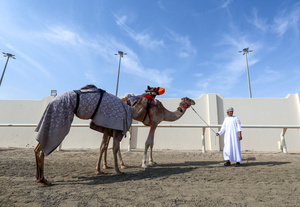 The camels and their handlers seen preparing for the start of the Arabian camel race at a facility called "Al Shahaniya Camel Racing Track". Camels are guided by operators using wireless devices that control robot jockeys, pulling the reins and encouraging the animals through built-in loudspeakers. In 2005, Qatar banned child jockeys from camel racing following international concerns over child exploitation and trafficking. To preserve the sport, lightweight robot jockeys were introduced and are remotely operated by trainers driving alongside the track.