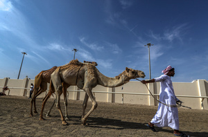 The camels and their handlers seen preparing for the start of the Arabian camel race at a facility called "Al Shahaniya Camel Racing Track" . Camels are guided by operators using wireless devices that control robot jockeys, pulling the reins and encouraging the animals through built-in loudspeakers. In 2005, Qatar banned child jockeys from camel racing following international concerns over child exploitation and trafficking. To preserve the sport, lightweight robot jockeys were introduced and are remotely operated by trainers driving alongside the track.