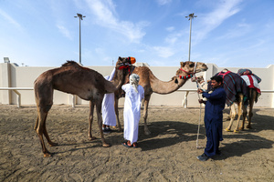 The camels and their handlers seen preparing for the start of the Arabian camel race at a facility called "Al Shahaniya Camel Racing Track". Camels are guided by operators using wireless devices that control robot jockeys, pulling the reins and encouraging the animals through built-in loudspeakers. In 2005, Qatar banned child jockeys from camel racing following international concerns over child exploitation and trafficking. To preserve the sport, lightweight robot jockeys were introduced and are remotely operated by trainers driving alongside the track.