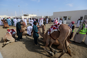 The camels and their handlers seen preparing for the start of the Arabian camel race at a facility called "Al Shahaniya Camel Racing Track". Camels are guided by operators using wireless devices that control robot jockeys, pulling the reins and encouraging the animals through built-in loudspeakers. In 2005, Qatar banned child jockeys from camel racing following international concerns over child exploitation and trafficking. To preserve the sport, lightweight robot jockeys were introduced and are remotely operated by trainers driving alongside the track.