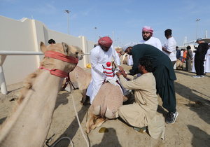 The camels and their handlers seen preparing for the start of the Arabian camel race at a facility called "Al Shahaniya Camel Racing Track". Camels are guided by operators using wireless devices that control robot jockeys, pulling the reins and encouraging the animals through built-in loudspeakers. In 2005, Qatar banned child jockeys from camel racing following international concerns over child exploitation and trafficking. To preserve the sport, lightweight robot jockeys were introduced and are remotely operated by trainers driving alongside the track.