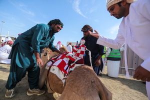 The camels and their handlers seen preparing for the start of the Arabian camel race at a facility called "Al Shahaniya Camel Racing Track". Camels are guided by operators using wireless devices that control robot jockeys, pulling the reins and encouraging the animals through built-in loudspeakers. In 2005, Qatar banned child jockeys from camel racing following international concerns over child exploitation and trafficking. To preserve the sport, lightweight robot jockeys were introduced and are remotely operated by trainers driving alongside the track.