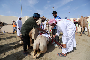 The camels and their handlers seen preparing for the start of the Arabian camel race at a facility called "Al Shahaniya Camel Racing Track". Camels are guided by operators using wireless devices that control robot jockeys, pulling the reins and encouraging the animals through built-in loudspeakers. In 2005, Qatar banned child jockeys from camel racing following international concerns over child exploitation and trafficking. To preserve the sport, lightweight robot jockeys were introduced and are remotely operated by trainers driving alongside the track.
