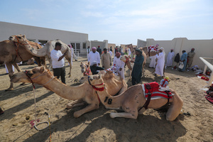 The camels and their handlers seen preparing for the start of the Arabian camel race at a facility called "Al Shahaniya Camel Racing Track". Camels are guided by operators using wireless devices that control robot jockeys, pulling the reins and encouraging the animals through built-in loudspeakers. In 2005, Qatar banned child jockeys from camel racing following international concerns over child exploitation and trafficking. To preserve the sport, lightweight robot jockeys were introduced and are remotely operated by trainers driving alongside the track.