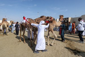 The camels and their handlers seen preparing for the start of the Arabian camel race at a facility called "Al Shahaniya Camel Racing Track". Camels are guided by operators using wireless devices that control robot jockeys, pulling the reins and encouraging the animals through built-in loudspeakers. In 2005, Qatar banned child jockeys from camel racing following international concerns over child exploitation and trafficking. To preserve the sport, lightweight robot jockeys were introduced and are remotely operated by trainers driving alongside the track.
