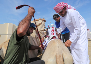 The camels and their handlers seen preparing for the start of the Arabian camel race at a facility called "Al Shahaniya Camel Racing Track". Camels are guided by operators using wireless devices that control robot jockeys, pulling the reins and encouraging the animals through built-in loudspeakers. In 2005, Qatar banned child jockeys from camel racing following international concerns over child exploitation and trafficking. To preserve the sport, lightweight robot jockeys were introduced and are remotely operated by trainers driving alongside the track.