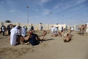 The camels and their handlers seen preparing for the start of the Arabian camel race at a facility called "Al Shahaniya Camel Racing Track". Camels are guided by operators using wireless devices that control robot jockeys, pulling the reins and encouraging the animals through built-in loudspeakers. In 2005, Qatar banned child jockeys from camel racing following international concerns over child exploitation and trafficking. To preserve the sport, lightweight robot jockeys were introduced and are remotely operated by trainers driving alongside the track.
