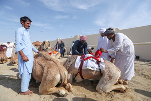 The camels and their handlers seen preparing for the start of the Arabian camel race at a facility called "Al Shahaniya Camel Racing Track". Camels are guided by operators using wireless devices that control robot jockeys, pulling the reins and encouraging the animals through built-in loudspeakers. In 2005, Qatar banned child jockeys from camel racing following international concerns over child exploitation and trafficking. To preserve the sport, lightweight robot jockeys were introduced and are remotely operated by trainers driving alongside the track.