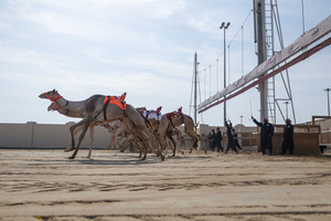 The camels seen setting off in the Arabian camel race at the facility called the "Al Shahaniya Camel Racing Track". Camels are guided by operators using wireless devices that control robot jockeys, pulling the reins and encouraging the animals through built-in loudspeakers. In 2005, Qatar banned child jockeys from camel racing following international concerns over child exploitation and trafficking. To preserve the sport, lightweight robot jockeys were introduced and are remotely operated by trainers driving alongside the track.