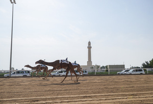 The camels seen setting off in the Arabian camel race at the facility called the "Al Shahaniya Camel Racing Track". Camels are guided by operators using wireless devices that control robot jockeys, pulling the reins and encouraging the animals through built-in loudspeakers. In 2005, Qatar banned child jockeys from camel racing following international concerns over child exploitation and trafficking. To preserve the sport, lightweight robot jockeys were introduced and are remotely operated by trainers driving alongside the track.