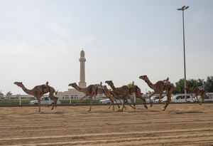 The camels seen setting off in the Arabian camel race at the facility called the "Al Shahaniya Camel Racing Track". Camels are guided by operators using wireless devices that control robot jockeys, pulling the reins and encouraging the animals through built-in loudspeakers. In 2005, Qatar banned child jockeys from camel racing following international concerns over child exploitation and trafficking. To preserve the sport, lightweight robot jockeys were introduced and are remotely operated by trainers driving alongside the track.