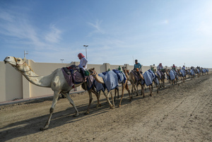 The camels and their handlers seen preparing for the start of the Arabian camel race at a facility called "Al Shahaniya Camel Racing Track". Camels are guided by operators using wireless devices that control robot jockeys, pulling the reins and encouraging the animals through built-in loudspeakers. In 2005, Qatar banned child jockeys from camel racing following international concerns over child exploitation and trafficking. To preserve the sport, lightweight robot jockeys were introduced and are remotely operated by trainers driving alongside the track.