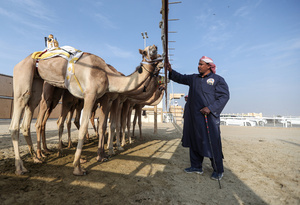 The camels and their handlers seen preparing for the start of the Arabian camel race at a facility called "Al Shahaniya Camel Racing Track". Camels are guided by operators using wireless devices that control robot jockeys, pulling the reins and encouraging the animals through built-in loudspeakers. In 2005, Qatar banned child jockeys from camel racing following international concerns over child exploitation and trafficking. To preserve the sport, lightweight robot jockeys were introduced and are remotely operated by trainers driving alongside the track.