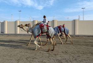 The camels and their handlers seen preparing for the start of the Arabian camel race at a facility called "Al Shahaniya Camel Racing Track". Camels are guided by operators using wireless devices that control robot jockeys, pulling the reins and encouraging the animals through built-in loudspeakers. In 2005, Qatar banned child jockeys from camel racing following international concerns over child exploitation and trafficking. To preserve the sport, lightweight robot jockeys were introduced and are remotely operated by trainers driving alongside the track.